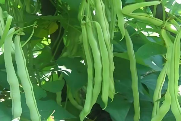 芸豆什么时候种植，在春秋季节种植可以提高成活率