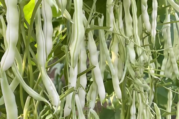 芸豆什么时候种植，在春秋季节种植可以提高成活率