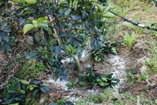 桔红是什么东西,是橘子外层果皮干燥后形成的物质