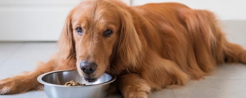 狗狗喂食建议，2月龄以下幼犬每日进食5-6次