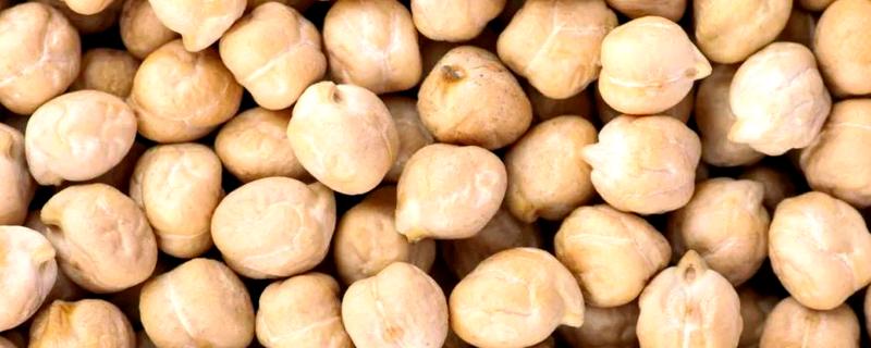 鹰嘴豆是不是黄豆的一种，鹰嘴豆不属于黄豆