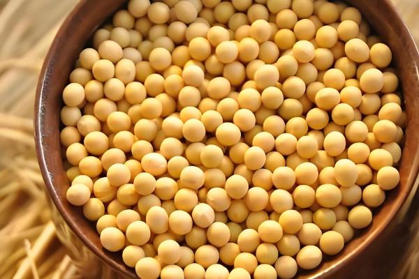 鹰嘴豆是不是黄豆的一种，鹰嘴豆不属于黄豆