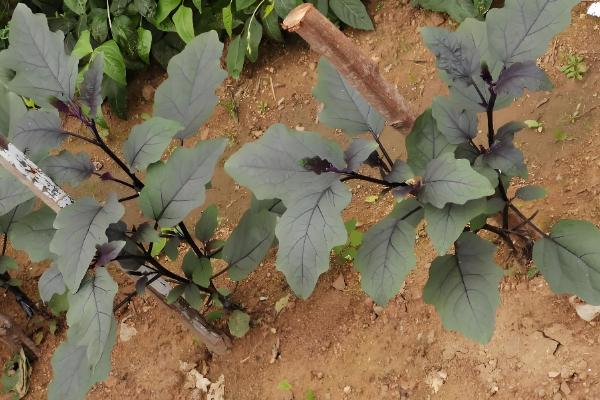 茄子为什么下雨后要浇水，可防止土壤里的病菌感染茄子