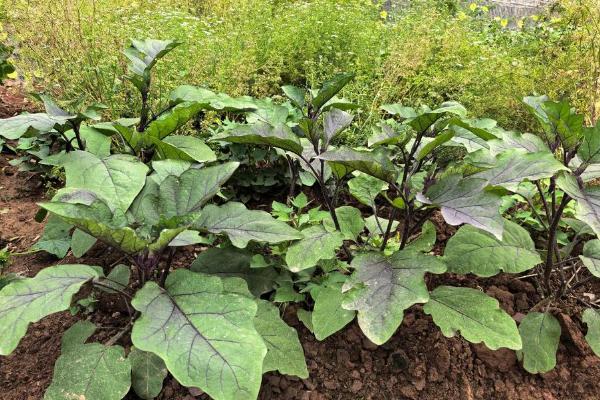 茄子为什么下雨后要浇水，可防止土壤里的病菌感染茄子