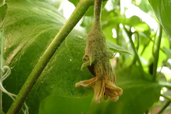 茄子为什么下雨后要浇水，可防止土壤里的病菌感染茄子