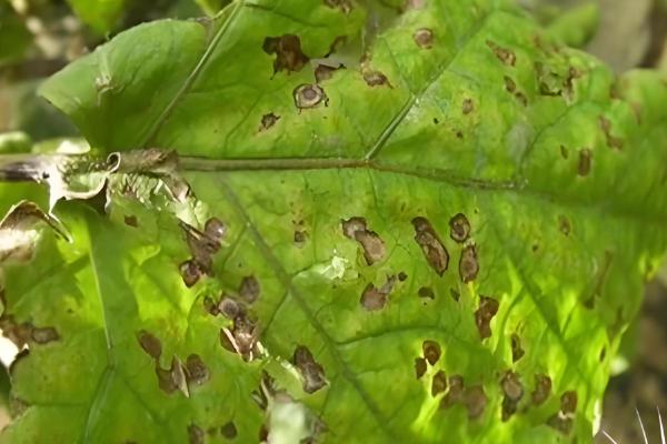 茄子为什么下雨后要浇水，可防止土壤里的病菌感染茄子