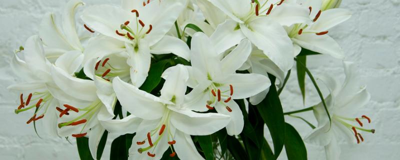 百合花是哪个部位吸水，根茎底部会吸收水分