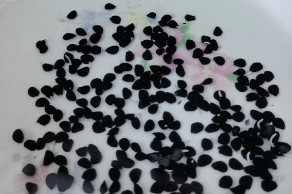 提高韭菜种子发芽率的方法，浸种消毒是有效措施