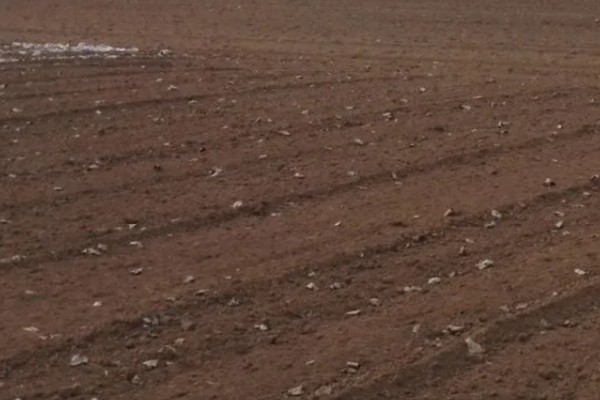 提高韭菜种子发芽率的方法，浸种消毒是有效措施