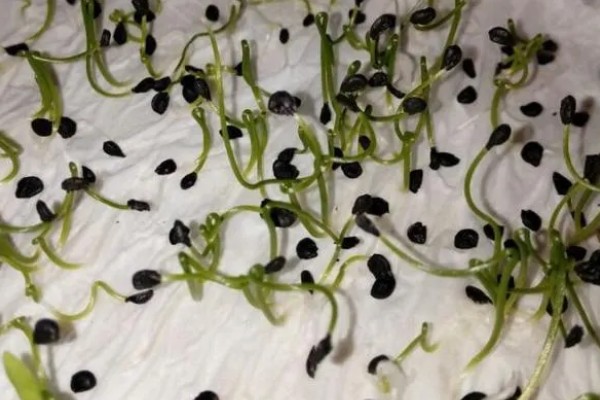 提高韭菜种子发芽率的方法，浸种消毒是有效措施