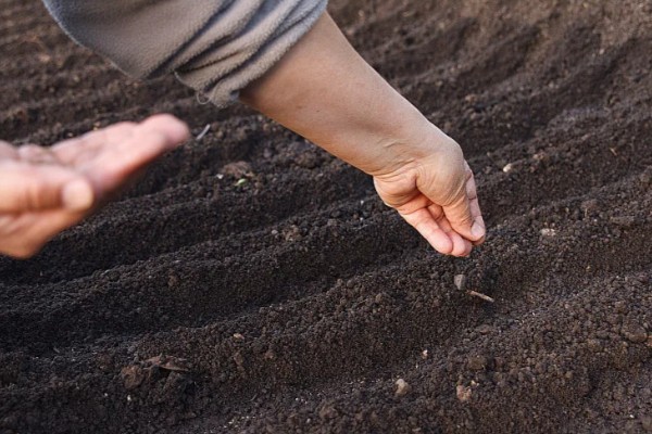 提高韭菜种子发芽率的方法，浸种消毒是有效措施