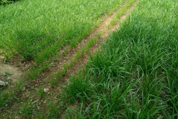 提高韭菜种子发芽率的方法，浸种消毒是有效措施