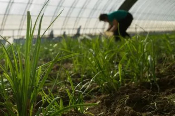 提高韭菜种子发芽率的方法，浸种消毒是有效措施