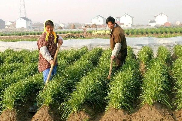 提高韭菜种子发芽率的方法，浸种消毒是有效措施