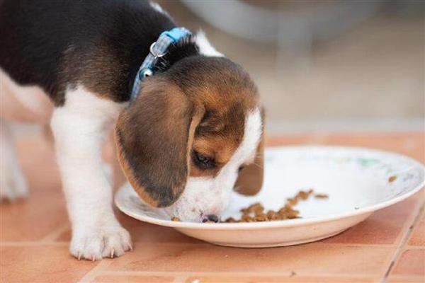 狗狗喂食建议，2月龄以下幼犬每日进食5-6次