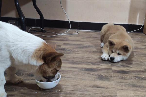 狗狗喂食建议，2月龄以下幼犬每日进食5-6次