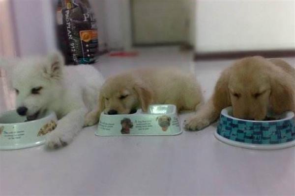 狗狗喂食建议，2月龄以下幼犬每日进食5-6次