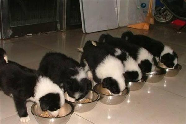 狗狗喂食建议，2月龄以下幼犬每日进食5-6次