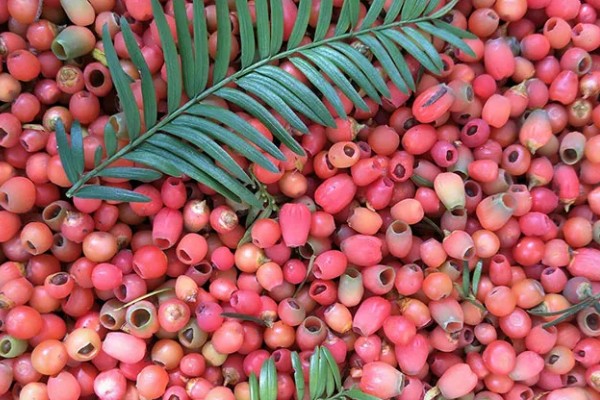 红豆杉的种植方法，选择泥制花盆来养护