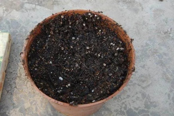 红豆杉的种植方法，选择泥制花盆来养护