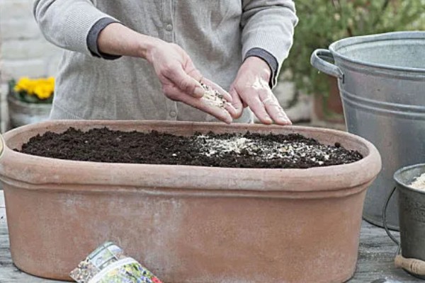 红豆杉的种植方法，选择泥制花盆来养护