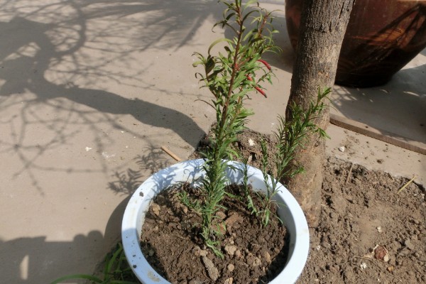 红豆杉的种植方法，选择泥制花盆来养护