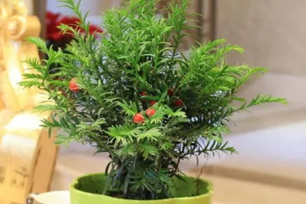 红豆杉的种植方法，选择泥制花盆来养护