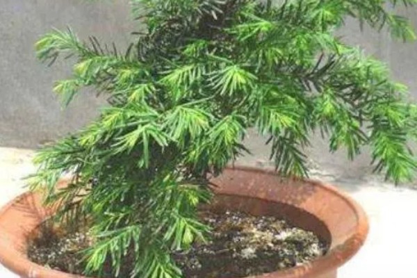 红豆杉的种植方法，选择泥制花盆来养护