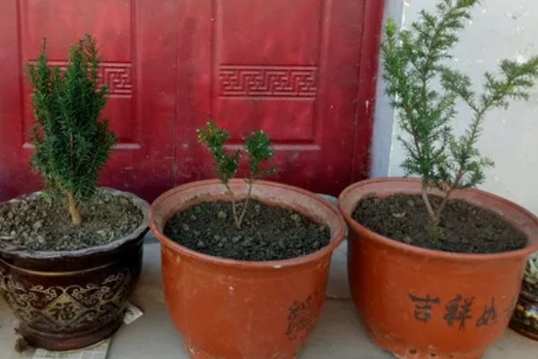 红豆杉的种植方法，选择泥制花盆来养护