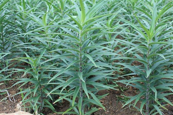 百合花是哪个部位吸水，根茎底部会吸收水分