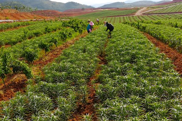 百合花是哪个部位吸水，根茎底部会吸收水分