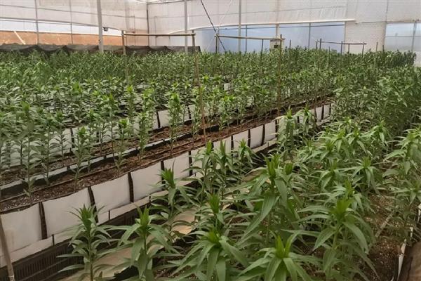 百合花是哪个部位吸水，根茎底部会吸收水分