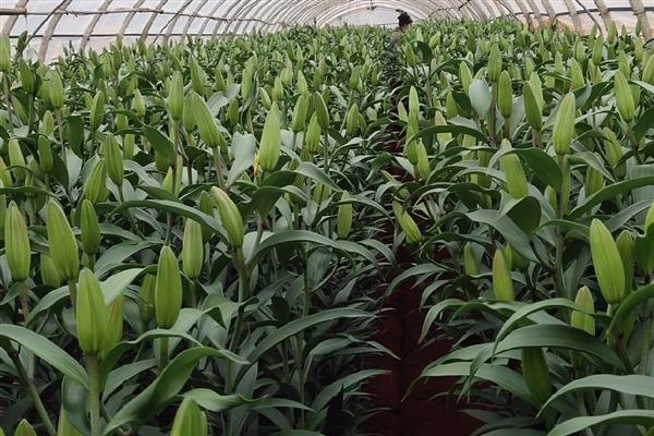 百合花是哪个部位吸水，根茎底部会吸收水分