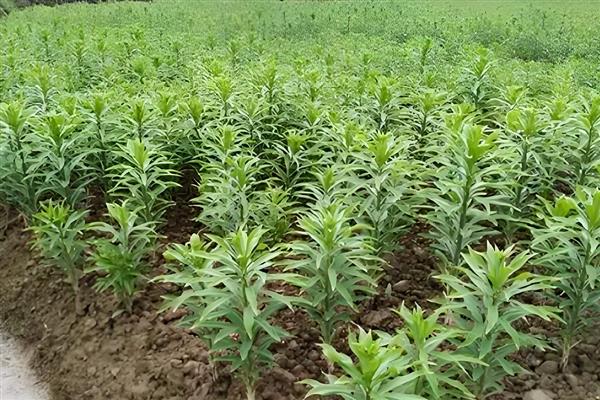 百合花是哪个部位吸水，根茎底部会吸收水分