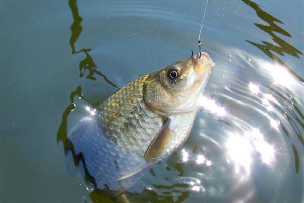 怎么钓鲫鱼，首选钓点是水草区