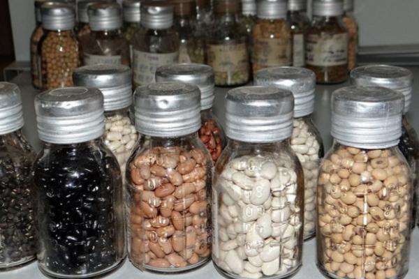 储藏种子要注意什么，不要让粮种受潮