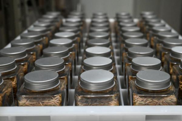 储藏种子要注意什么，不要让粮种受潮