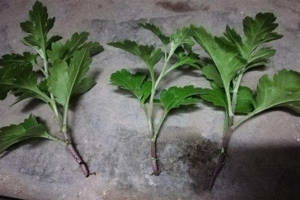 让菊花不长高的方法，生长期间可定期注射矮壮剂