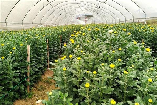 让菊花不长高的方法，生长期间可定期注射矮壮剂