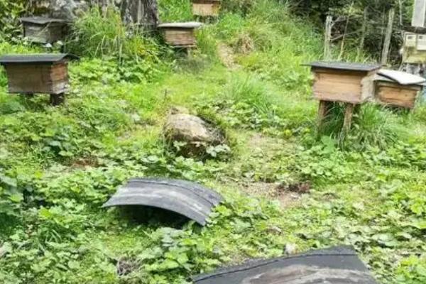 蜂箱要盖覆布的原因，可以起到保温、放热等效果