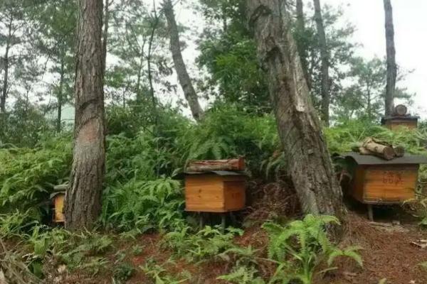 蜂箱要盖覆布的原因，可以起到保温、放热等效果
