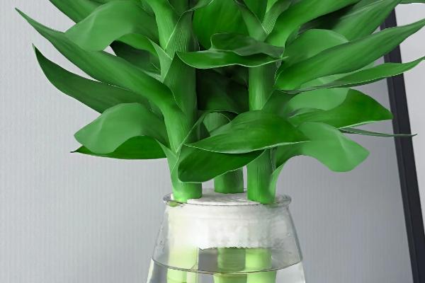 水培观音竹多久换水一次，生根期间3天换水一次