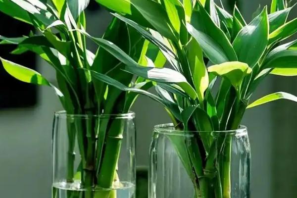 水培观音竹多久换水一次，生根期间3天换水一次