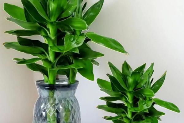 水培观音竹多久换水一次，生根期间3天换水一次