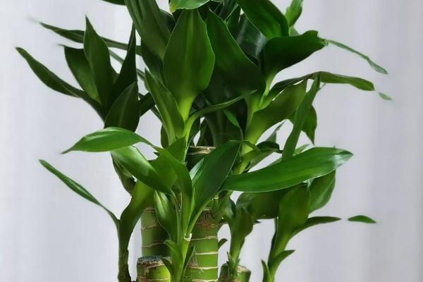 水培观音竹多久换水一次，生根期间3天换水一次