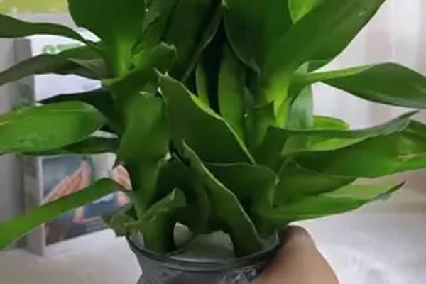 水培观音竹多久换水一次，生根期间3天换水一次