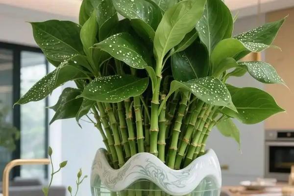 水培观音竹多久换水一次，生根期间3天换水一次