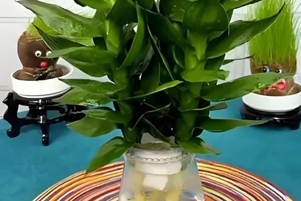 水培观音竹多久换水一次，生根期间3天换水一次