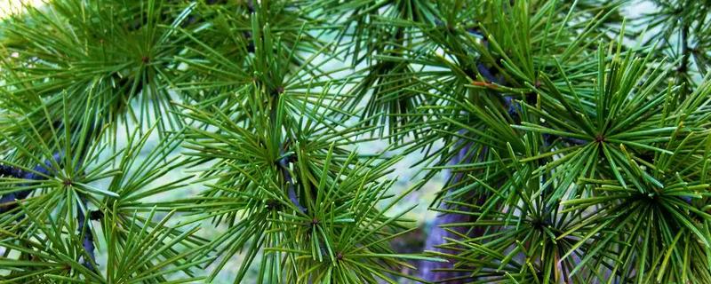 常绿树与落叶树有什么区别，特征、分类、分布范围都不同