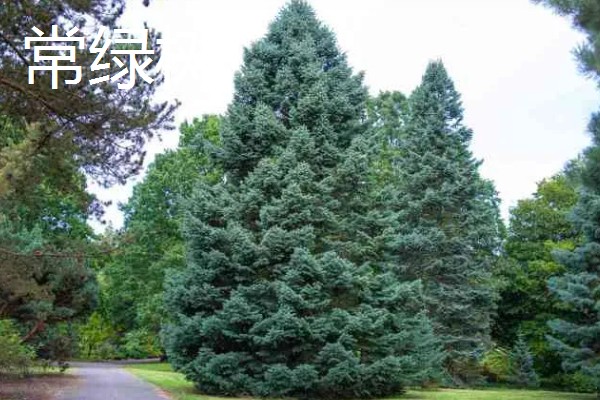 常绿树与落叶树有什么区别，特征、分类、分布范围都不同